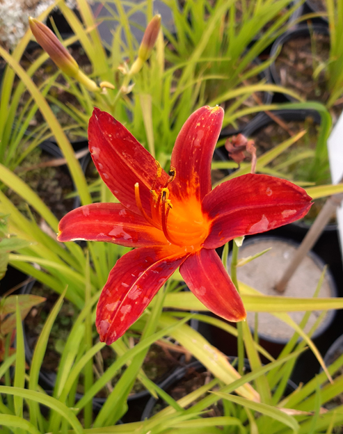 Hemerocallis cultorum `Autumn Red`